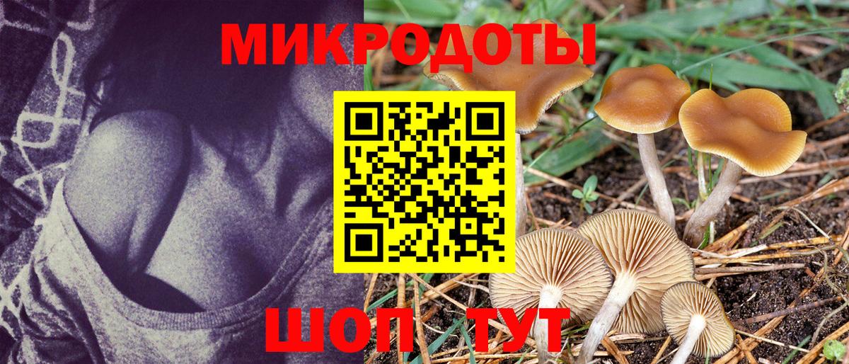 Псилоцибиновые грибы Psilocybine cubensis Гусиноозёрск